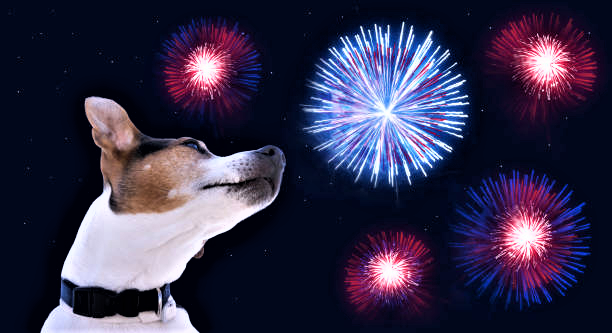 Dog looking at Diwali Fireworks