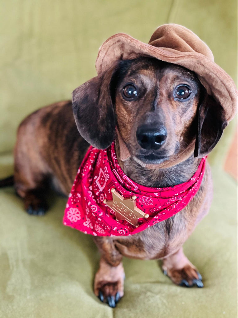 Dog wearing hat and bandana