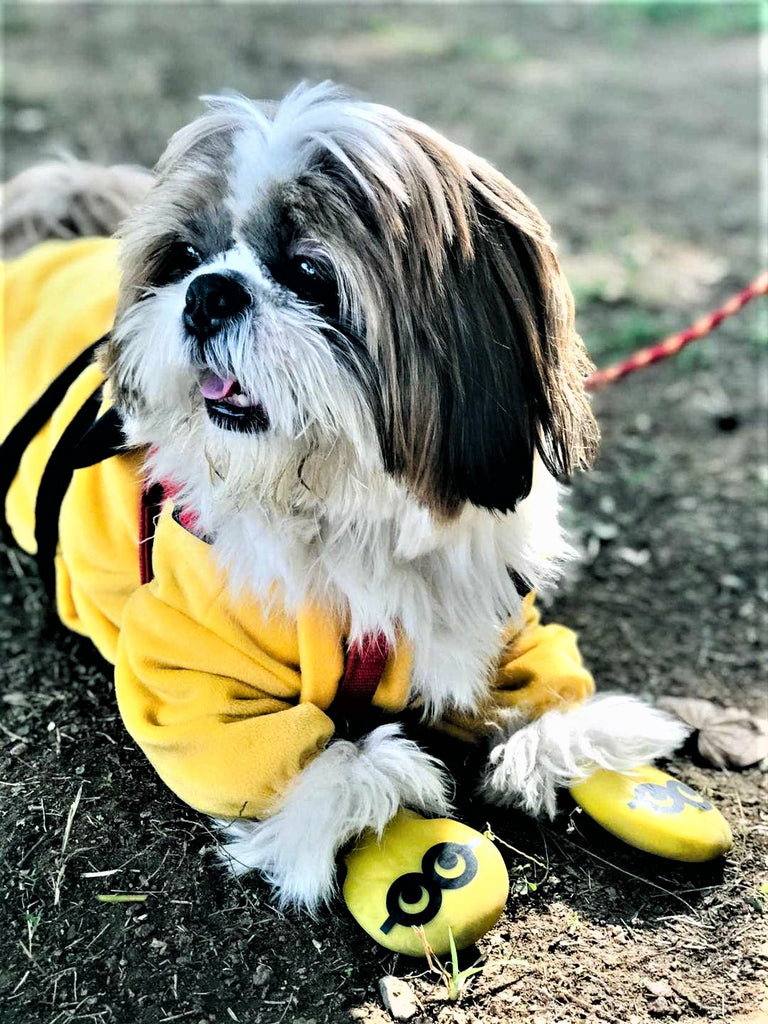 Dog wearing Cartoon Zoof Boots- Minion