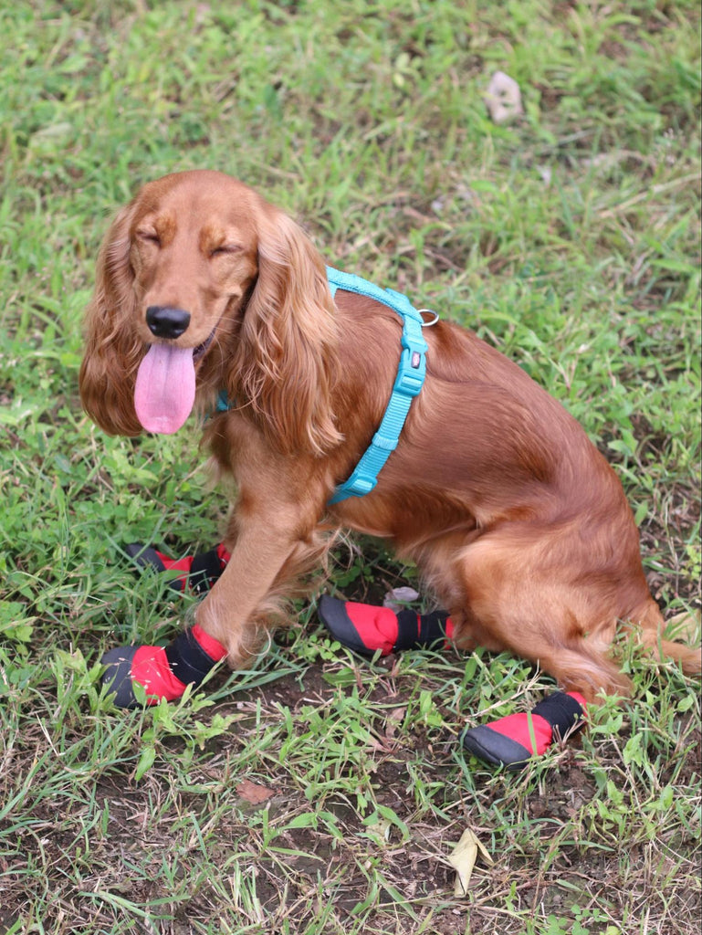Dog wearing rain boots- Zoof Plops