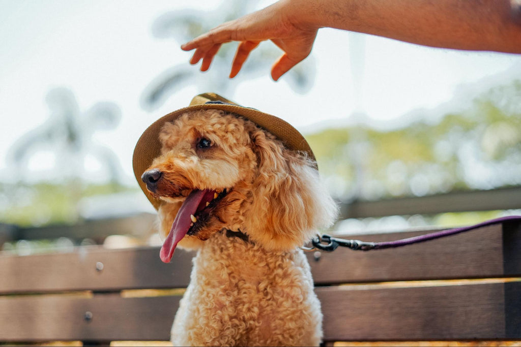 Poodle wearing a hat