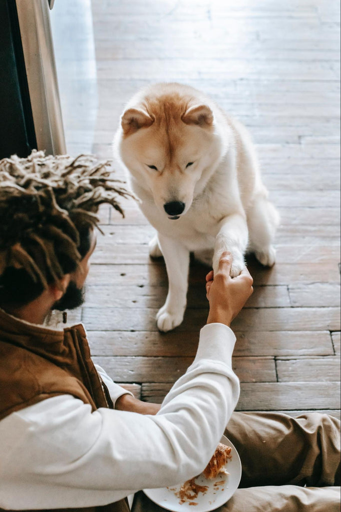 Dog asking for food 