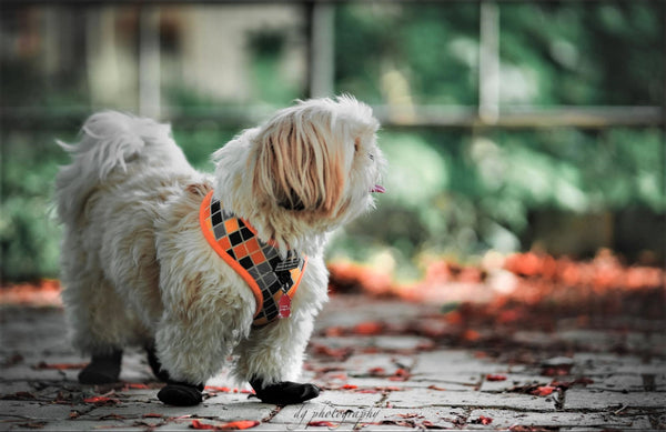 Puppy walking on leaves 