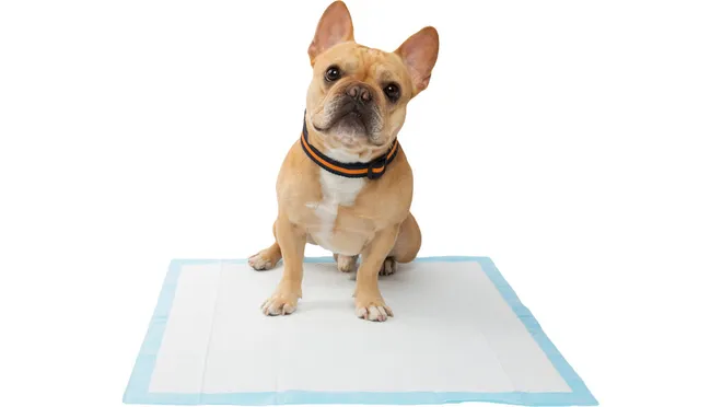 Pet Pee pads