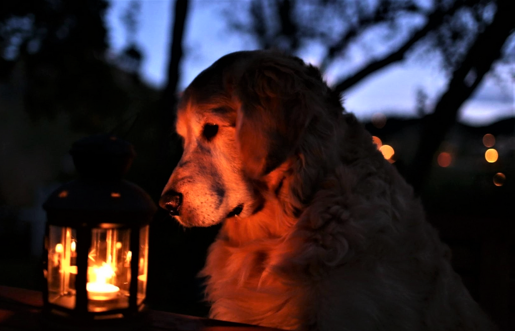 Dog Near A Lantern