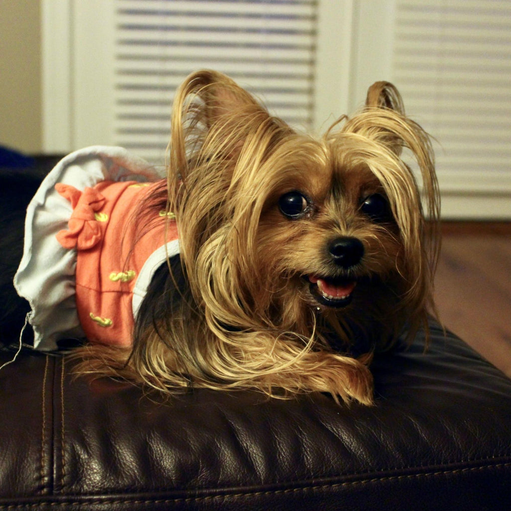 Pooch wearing a summer dress