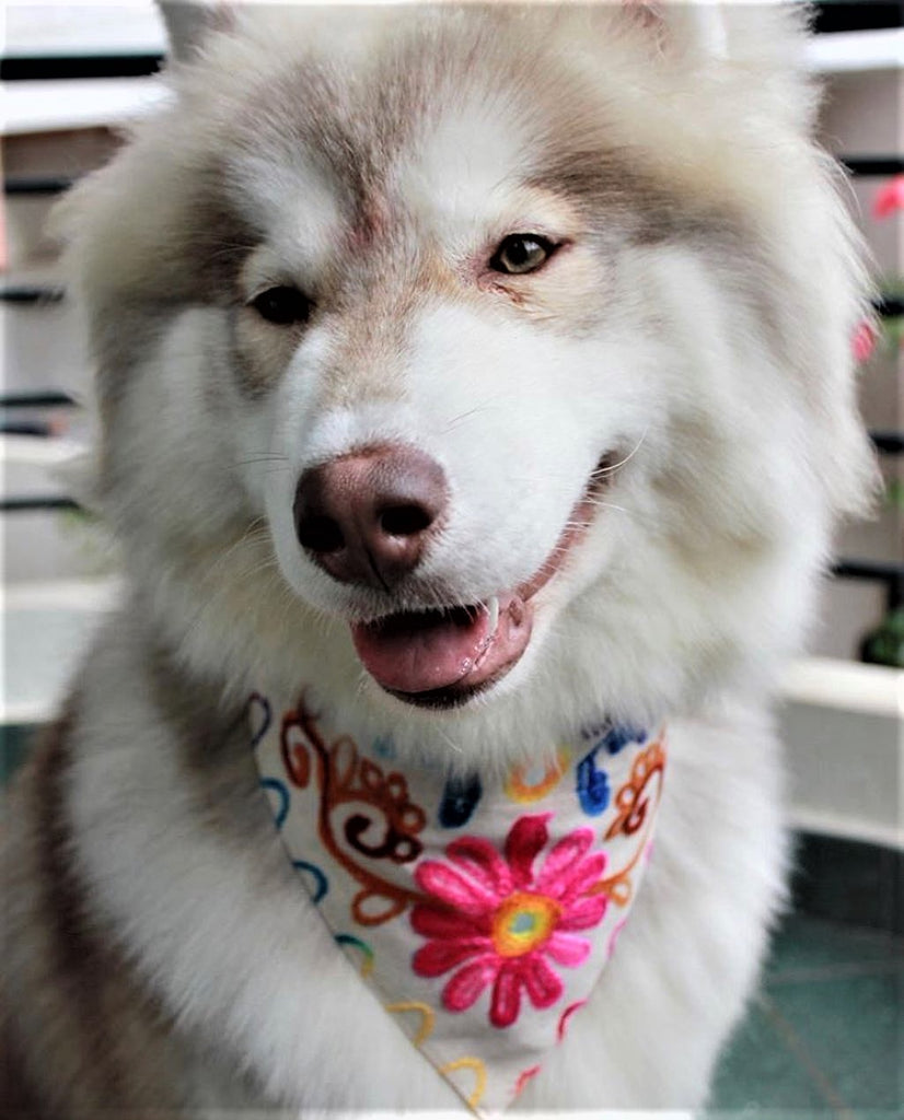 Dog Wearing an Embroidered Bandana