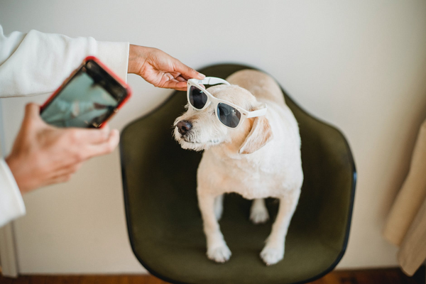 Dog influencer wearing sunglasses posing for a picture