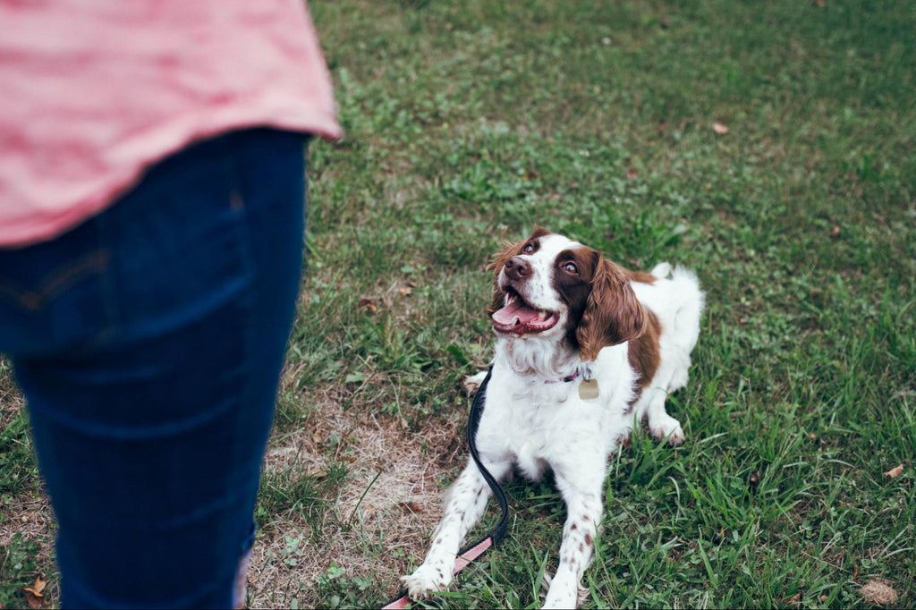 Dog learning new tricks