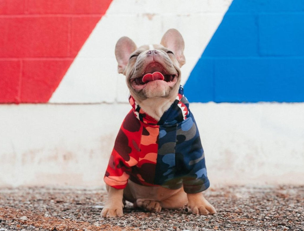 Dog wearing a red blue hoodie