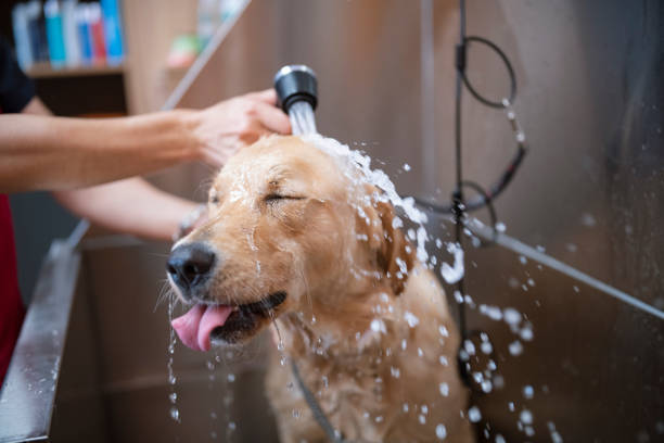 Bathe your dog and take care of him!