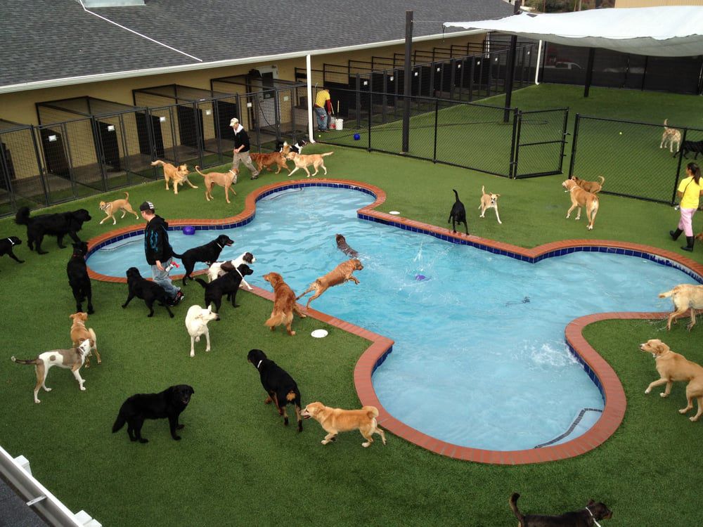 Boarding Facility For Dogs