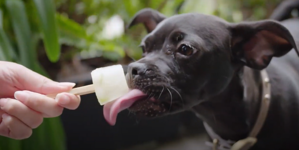 Dog Having A Popsicle!