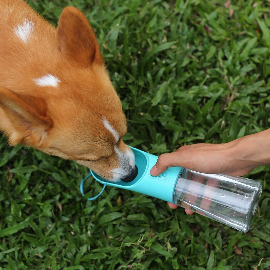 Dog Drinking Water