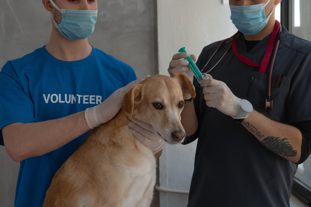 Dog at Vet's getting his vaccination shot