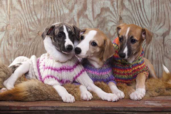 Dogs Wearing Sweaters