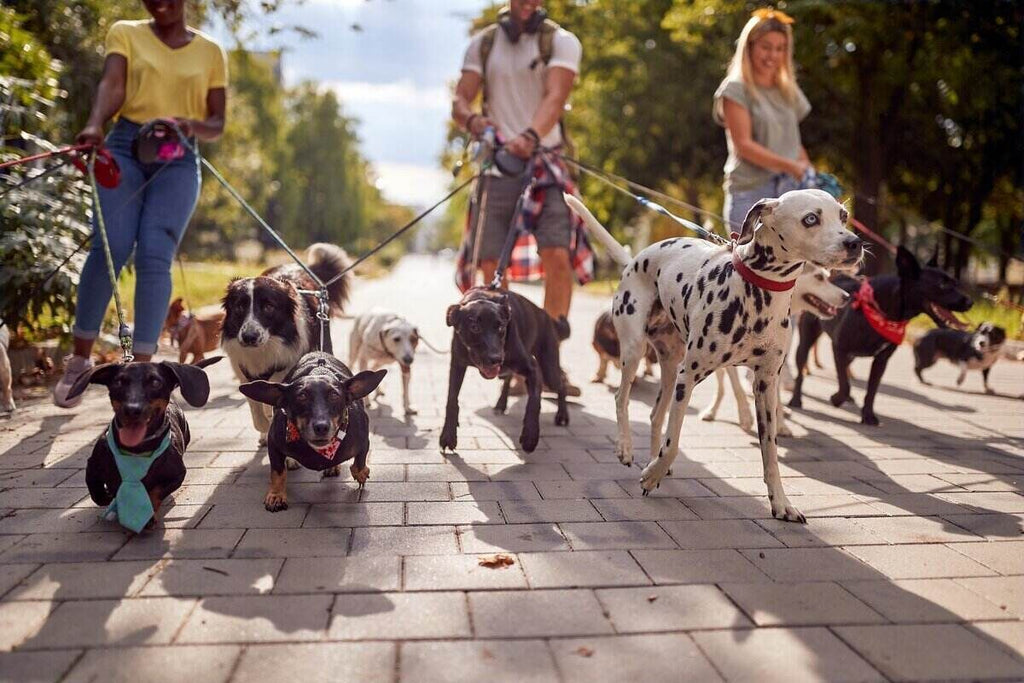 Socializing With Other Dogs