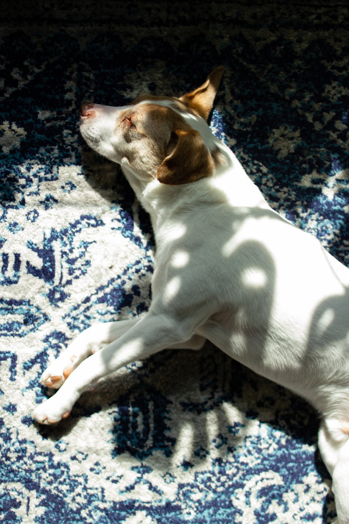 dog sleeping on rug