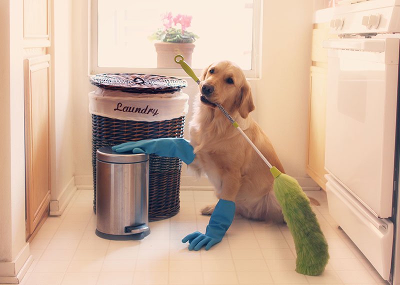 Dog Cleaning 