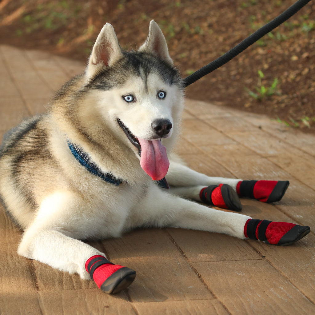 Dog On A Walk Wearing Zoof Casuals