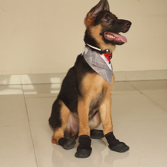 German Shepherd in Zoof Grips anti slip shoes