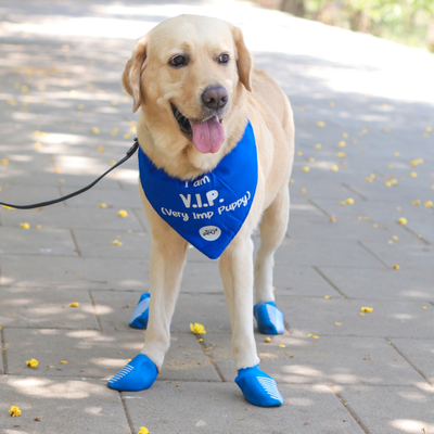 Indoor and Outdoor Dog Shoes