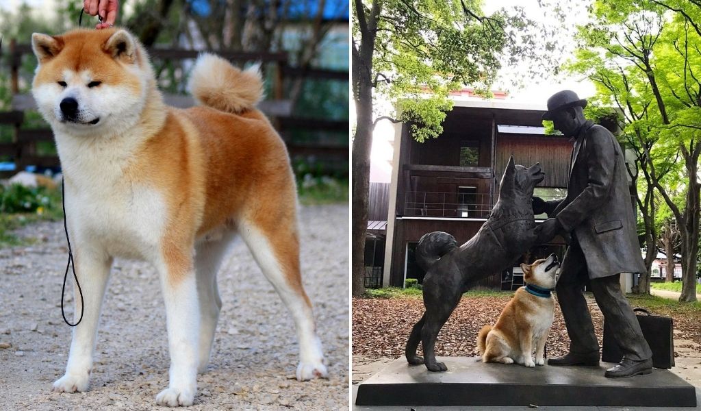 akita inu