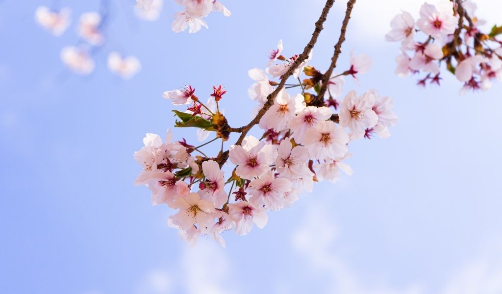 cerisier en fleurs