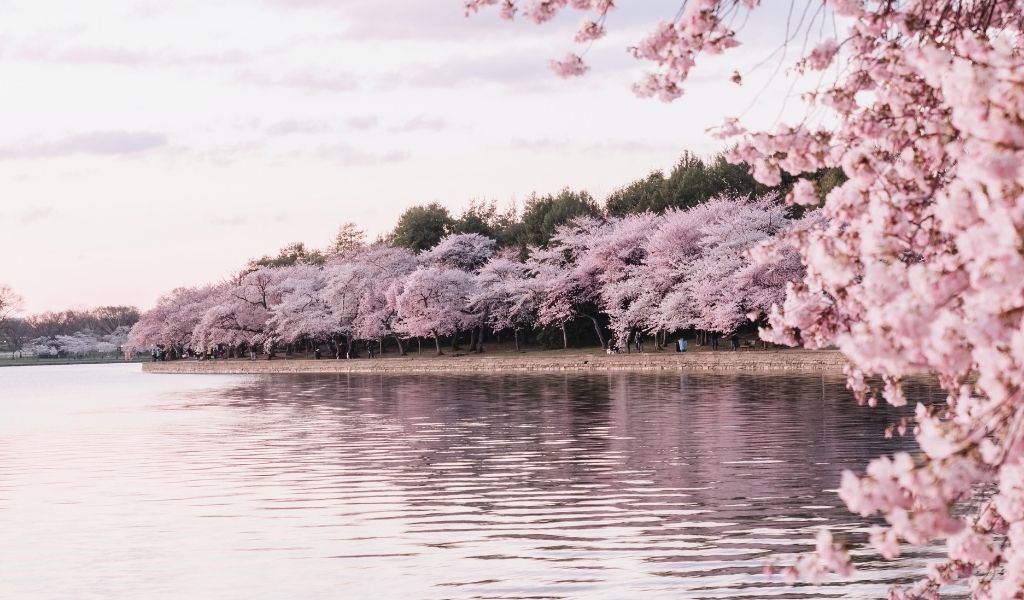 floraison annuelle des cerisiers en fleurs de Washington, DC.
