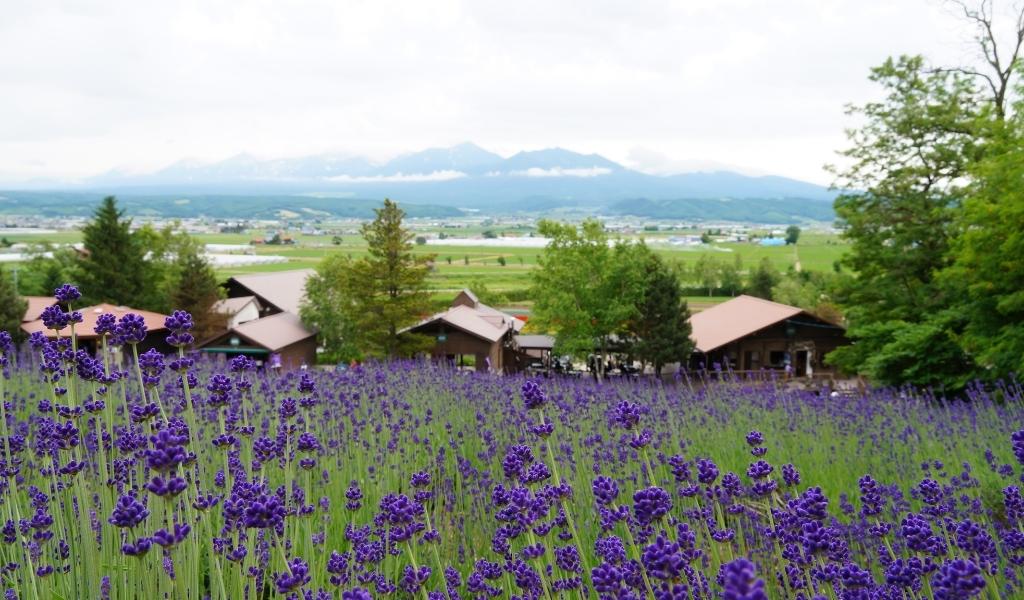 champs de lavande à Furano