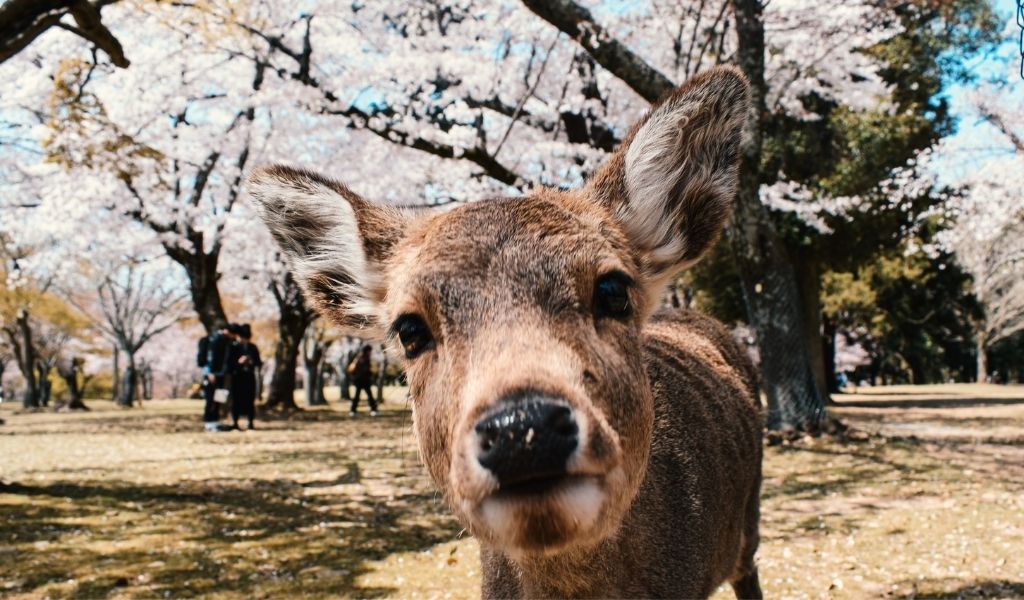 fêter hanami à Nara, Japon