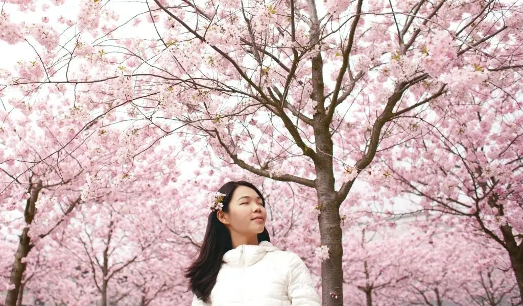 jeune femme sous un cerisier en fleurs