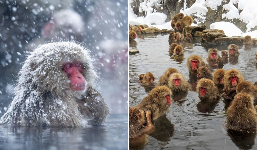 macaque japonais