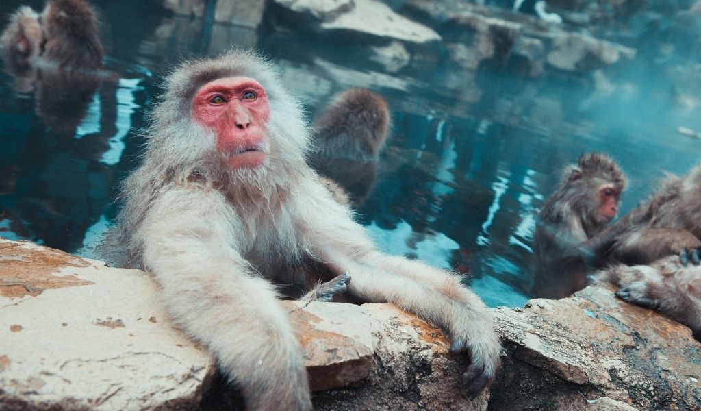 macaco japonés en aguas termales