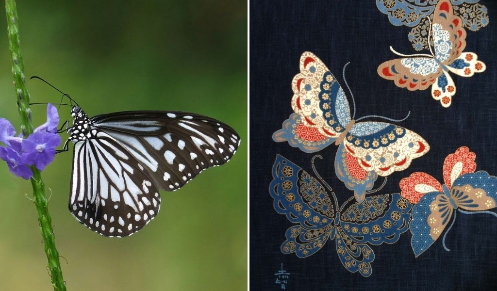 butterfly in Japan