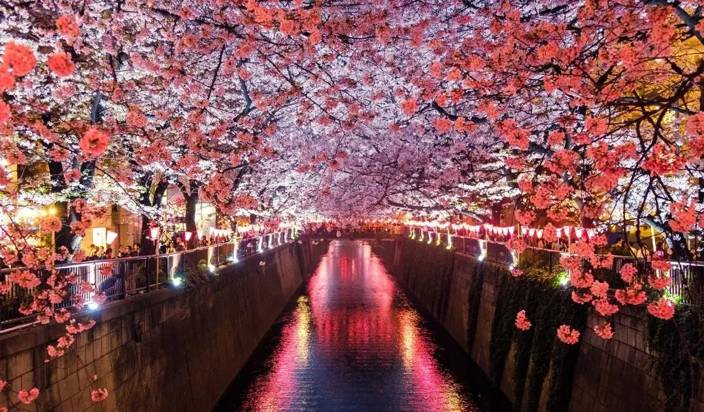 sakura au-dessus de la rivière Meguro à Tokyo