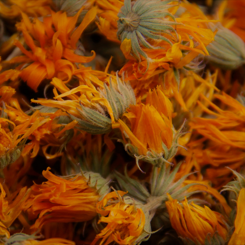 CALENDULA FLOWERS