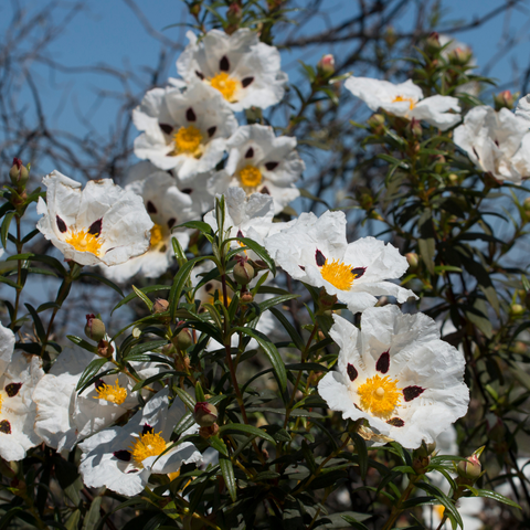 Cistus in the sierra aracena - ALchemy skin and soul