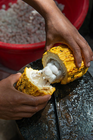 SPLITTING CACAO FRUIT