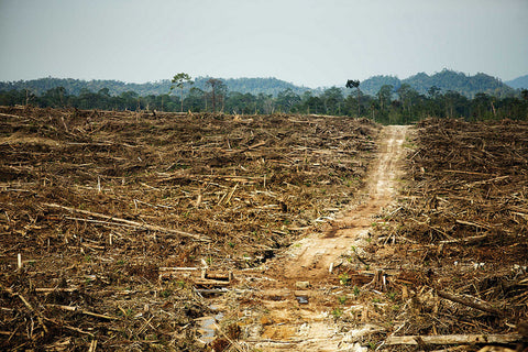 RAINFOREST DESTRUCTION