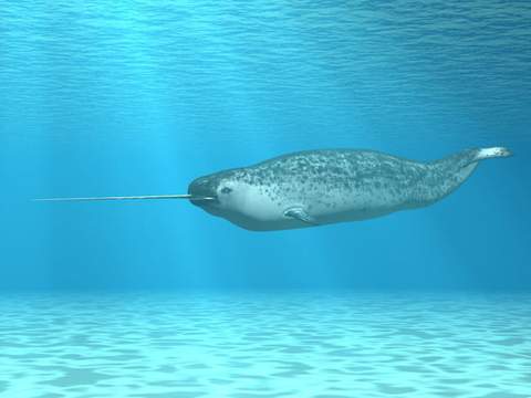 Narwhal in the water