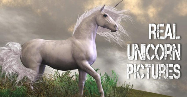 imagen de un unicornio blanco real