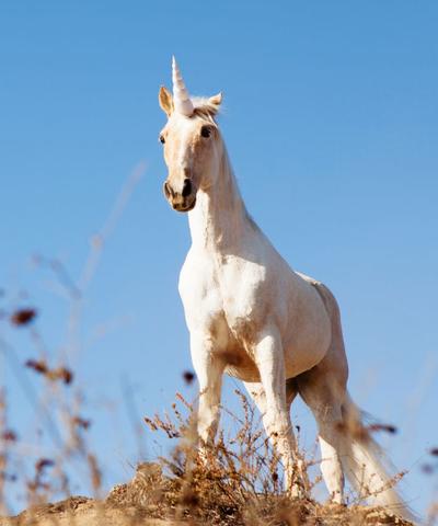 real cute white unicorn photo