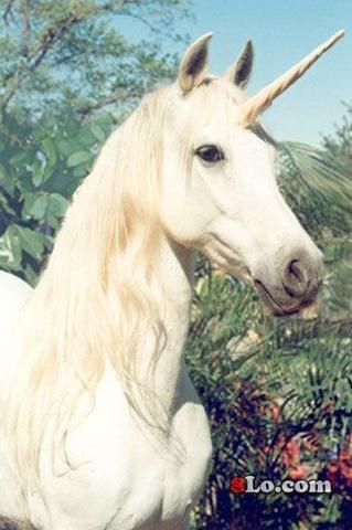real unicorn picture