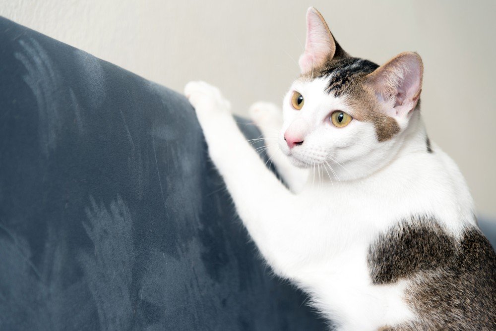 what smells deter cats from scratching