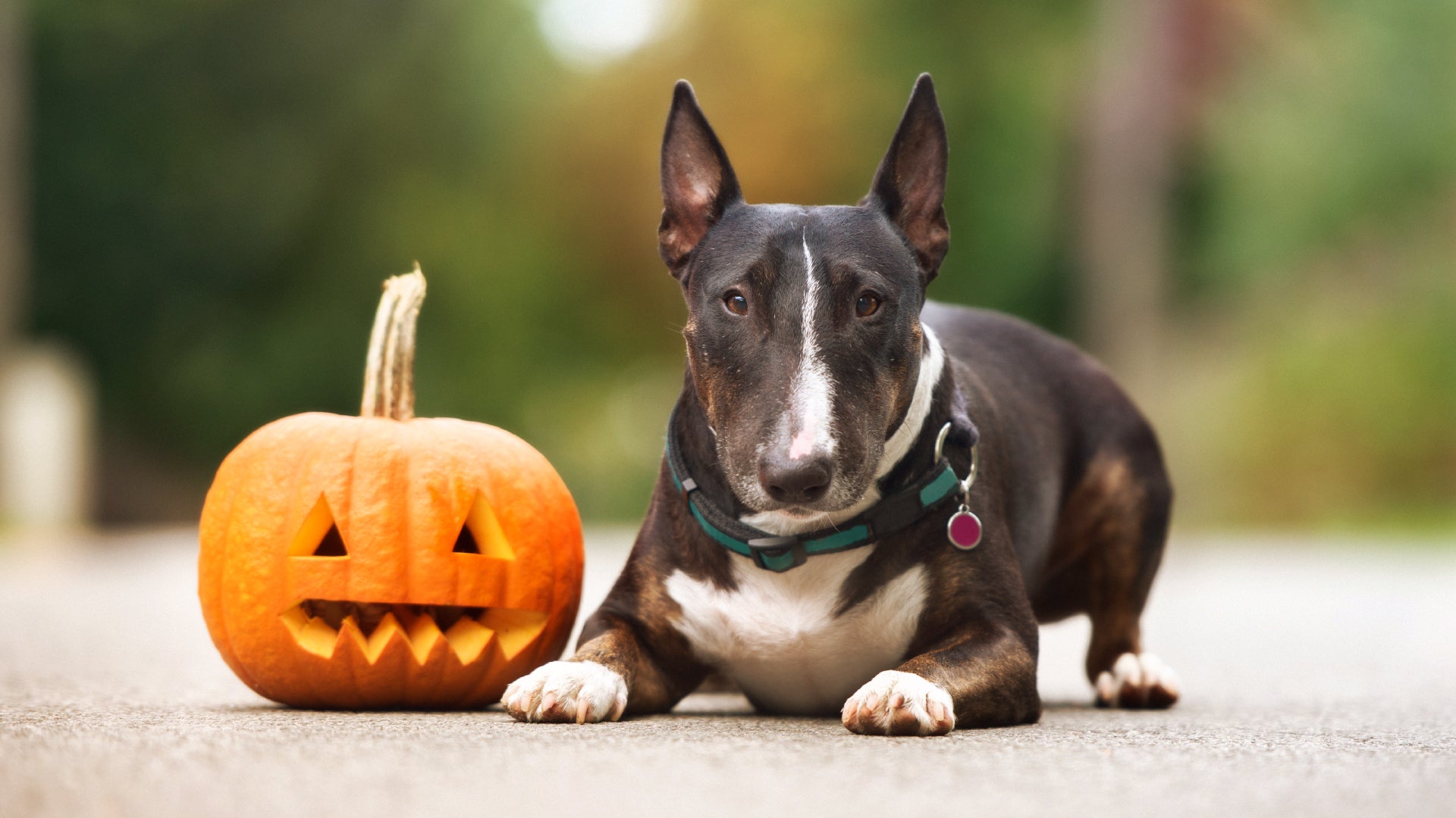 dog next to jack-o'-lantern