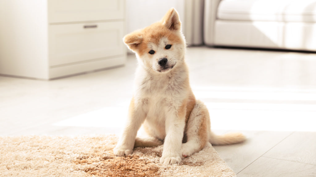 puppy sitting next to carpet mess