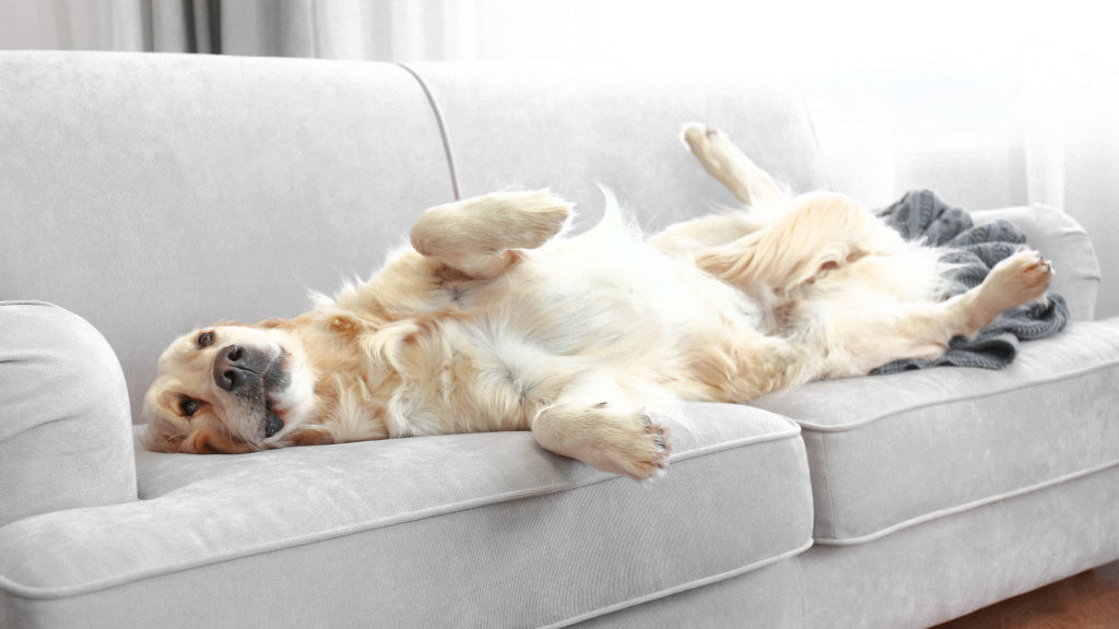 Golden retriever laying on its back on a grey couch