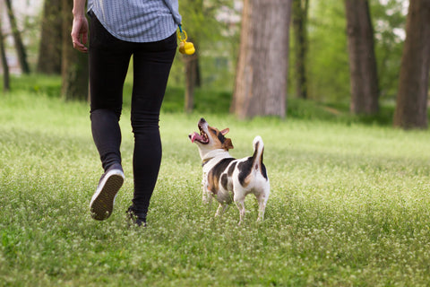 How to Keep Your Dog From Smelling After Going Outside