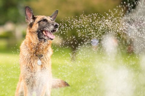 Dog smiling sitting on the grass near a sprinkler